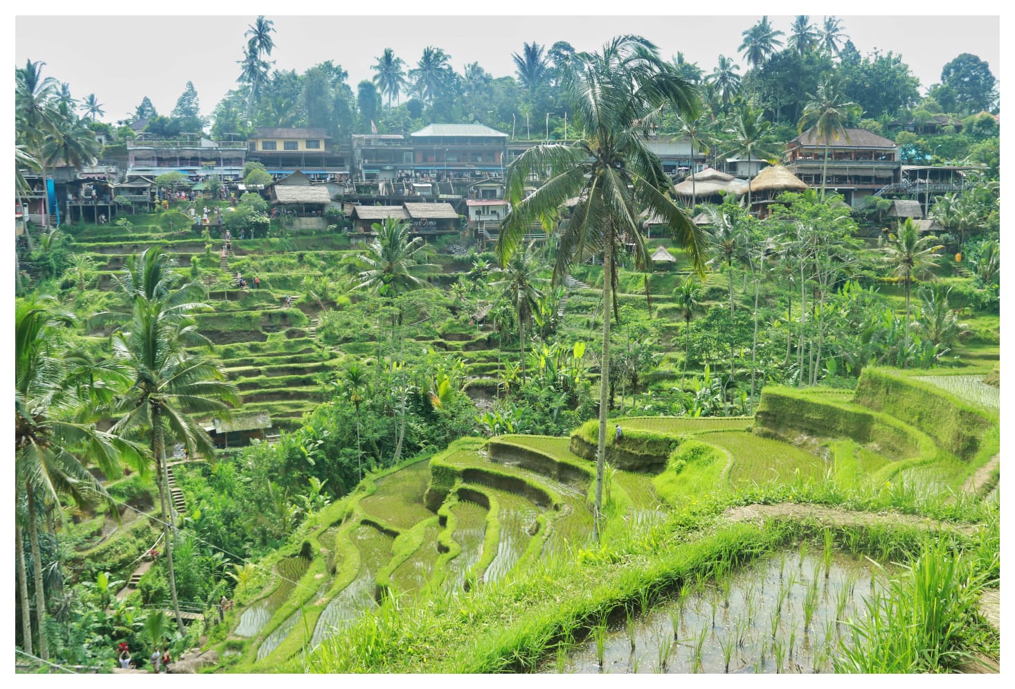 bali-terrace